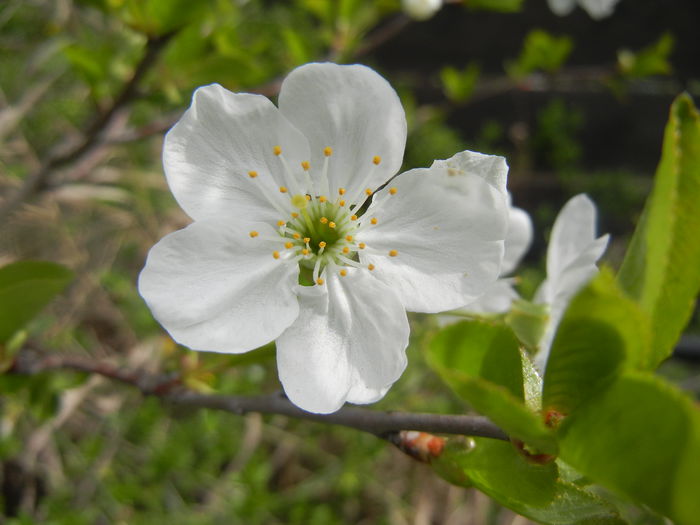 Sour Cherry Blossom (2014, April 03) - Sour Cherry Tree_Visin