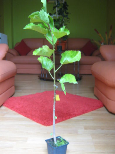 Picture My plants 1319; Hibi de la Danut
