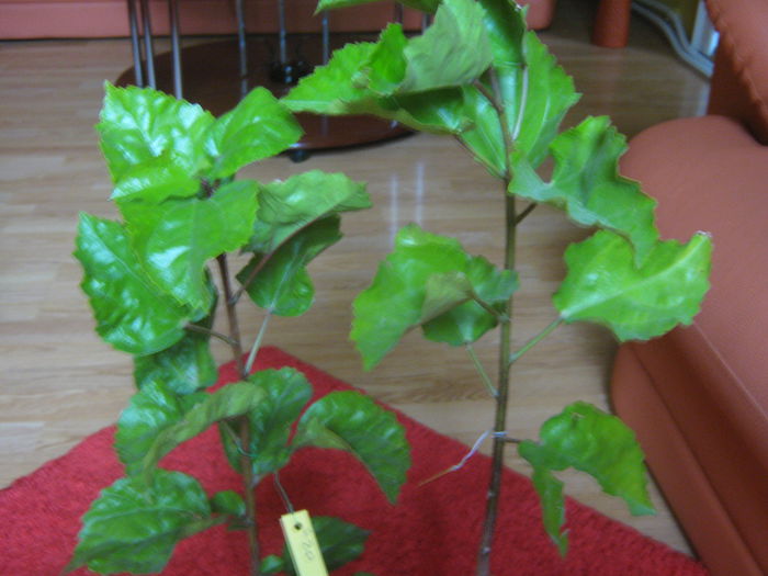 Picture My plants 1327; Multumesc Danero
