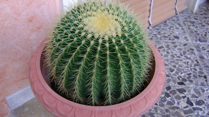 DSC01726 - Colectie CACTUSI - SUCULENTE