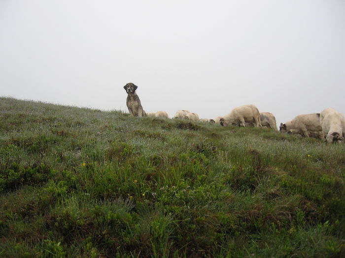 Pandur; Șef de cird
