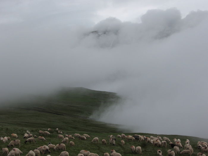 Băneasa in nori - La stana