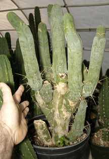 Trichocereus bridgesii penis cactus - ao-alte seminte rare