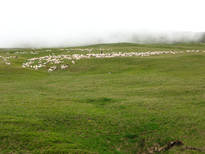 Card de oi sterpe; Muntele Băneasa-Masivul Iezer-Pausa
