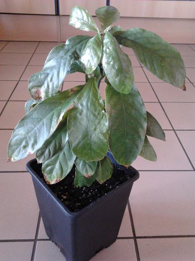 Psychotria viridis - 2-de vanzare 2019-2020-SEMINTE IERBURI FOLOSITOARE SI PLANTE MEDICINALE RARE