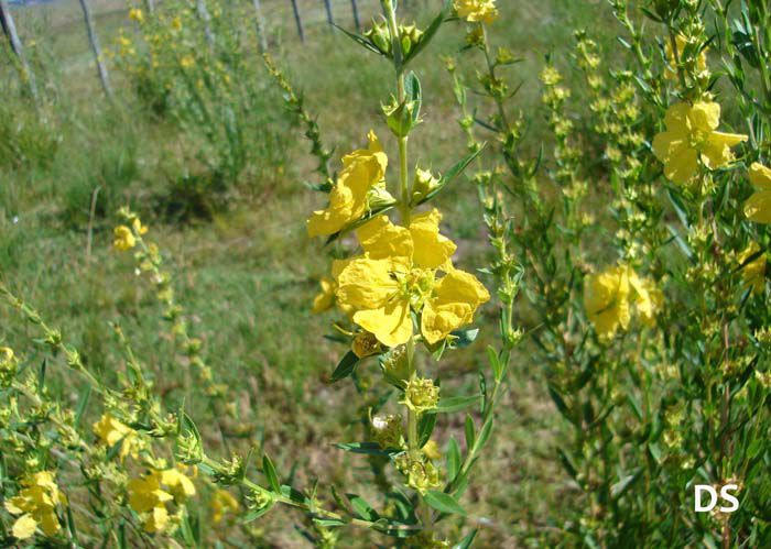 Heimia salicifolia