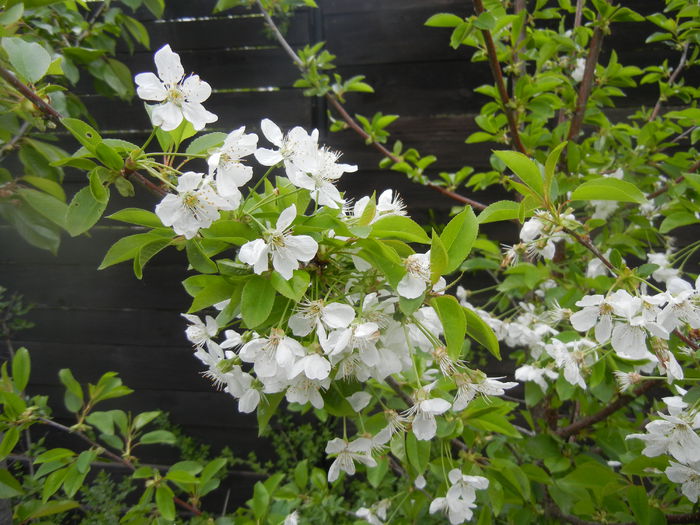 Sour Cherry Blossom (2014, April 11) - Sour Cherry Tree_Visin