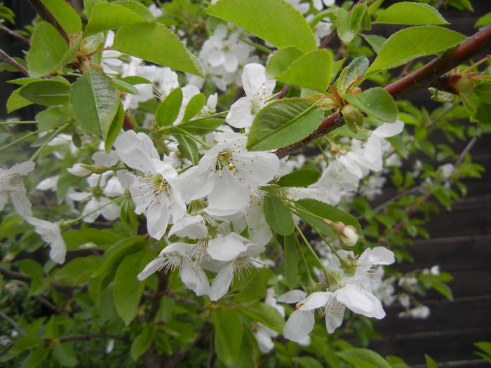 Sour Cherry Blossom (2014, April 11)