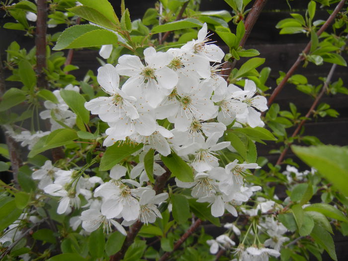 Sour Cherry Blossom (2014, April 11) - Sour Cherry Tree_Visin