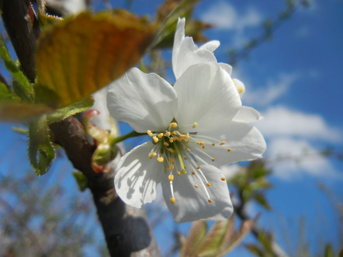 Cherry Blossom. Flori Cires ('14, Mar.27) - Cherry Tree_Cires Rubin