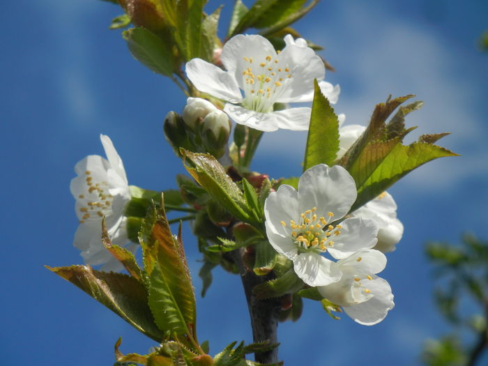 Cherry Blossom. Flori Cires ('14, Mar.27) - Cherry Tree_Cires Rubin