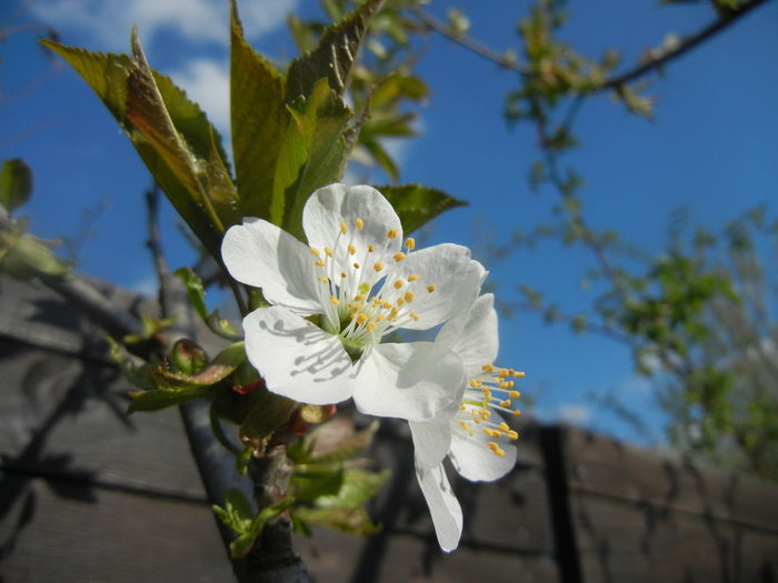 Cherry Blossom. Flori Cires ('14, Mar.27) - Cherry Tree_Cires Rubin