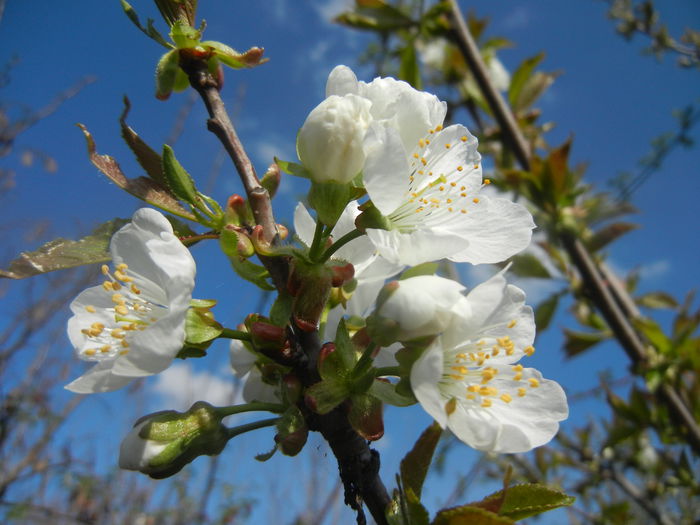 Cherry Blossom. Flori Cires ('14, Mar.27)