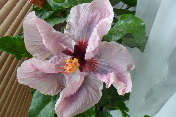 name 104 - lady adele