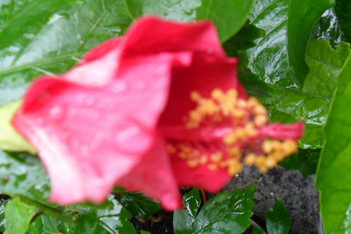 o culoare foarte frumoasa - ruby rose