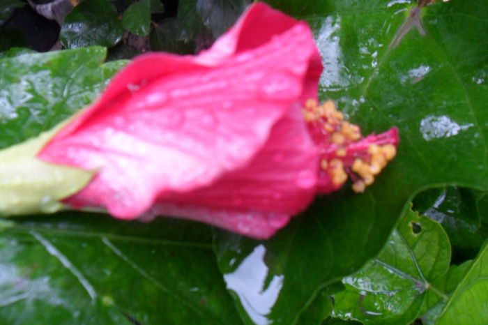 name 095 - ruby rose