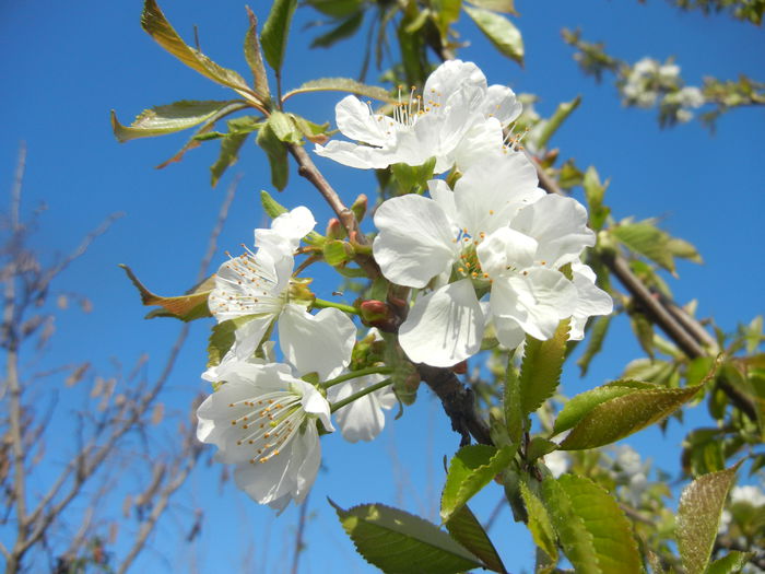 Cherry Blossom. Flori Cires ('14, Mar.30) - Cherry Tree_Cires Rubin