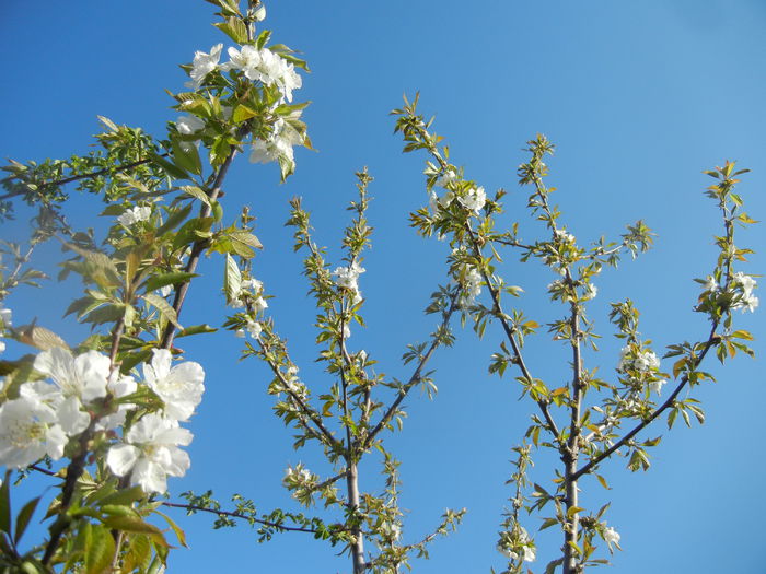 Cherry Blossom. Flori Cires ('14, Mar.30)