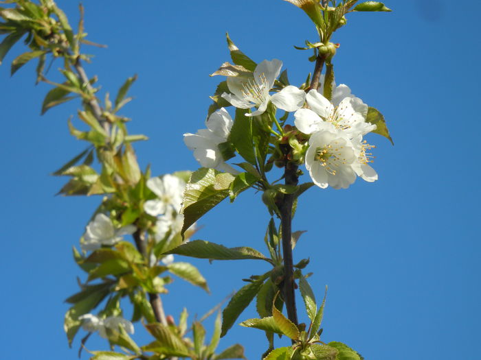 Cherry Blossom. Flori Cires ('14, Mar.30) - Cherry Tree_Cires Rubin