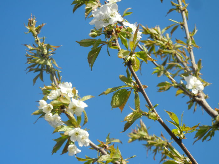 Cherry Blossom. Flori Cires ('14, Mar.30) - Cherry Tree_Cires Rubin