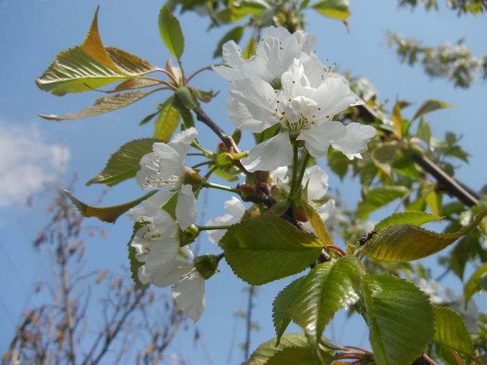 Cherry Blossom. Flori Cires ('14, April 01) - Cherry Tree_Cires Rubin