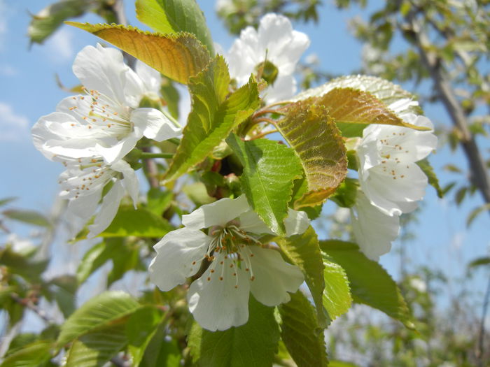 Cherry Blossom. Flori Cires ('14, April 01) - Cherry Tree_Cires Rubin