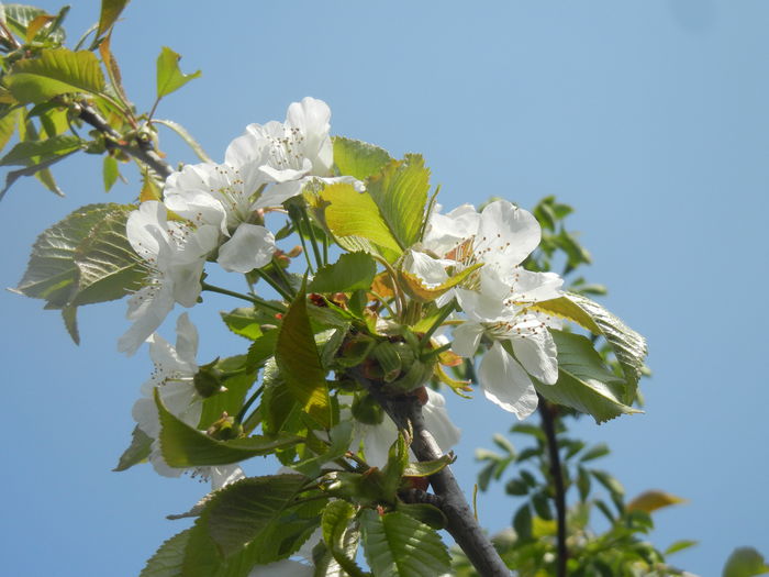 Cherry Blossom. Flori Cires ('14, April 01) - Cherry Tree_Cires Rubin