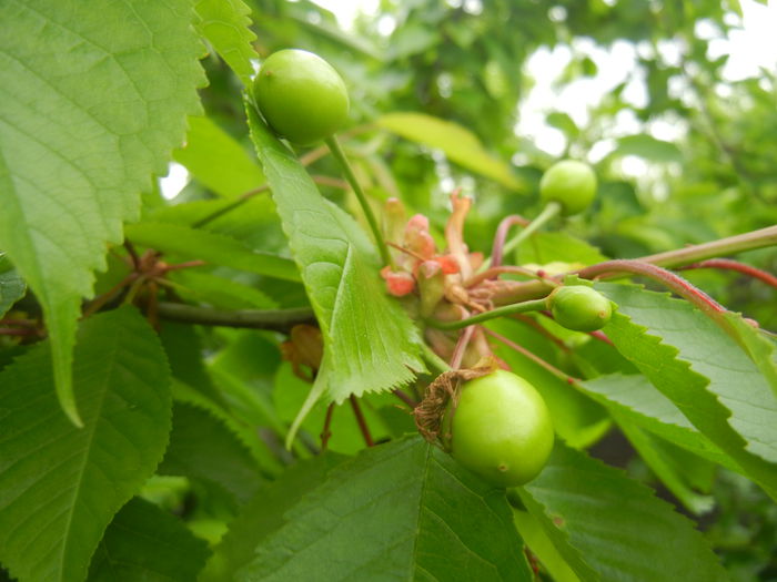 Cherries. Cirese Rubin (2014, April 25) - Cherry Tree_Cires Rubin