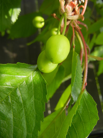 Cherries. Cirese Rubin (2014, April 27) - Cherry Tree_Cires Rubin