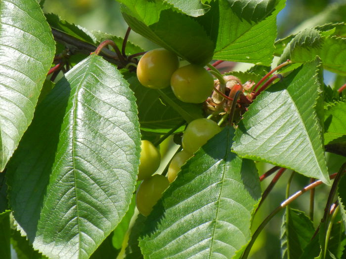 Cherries. Cirese Rubin (2014, May 13) - Cherry Tree_Cires Rubin