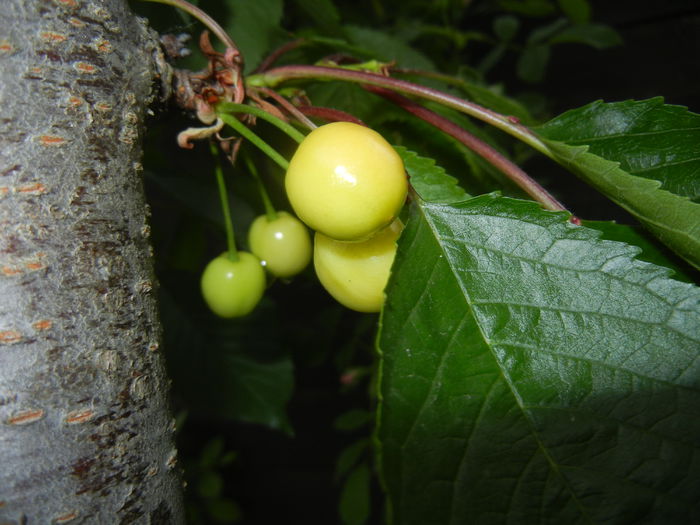 Cherries. Cirese Rubin (2014, May 16) - Cherry Tree_Cires Rubin