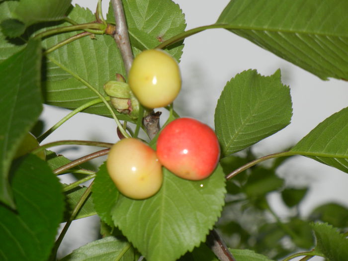 Cherries. Cirese Rubin (2014, May 16) - Cherry Tree_Cires Rubin