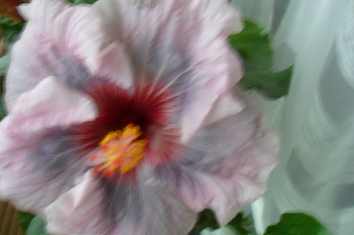 name 142 - hibiscusi 2014-3