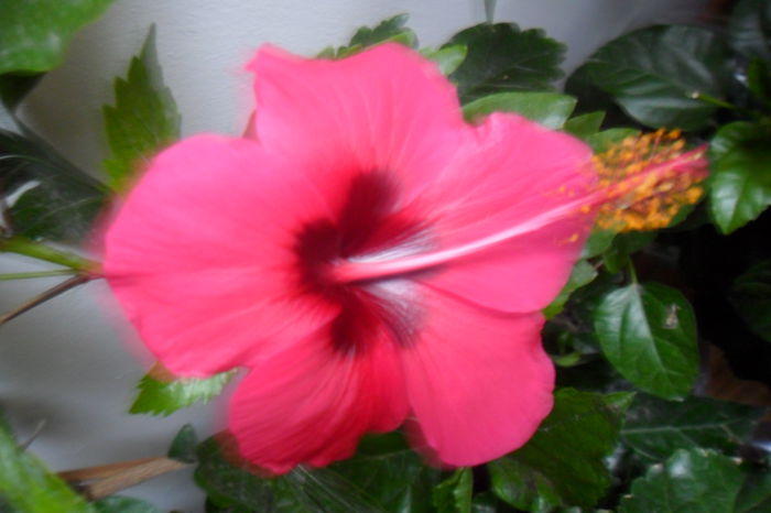 name 147 - hibiscusi 2014-3