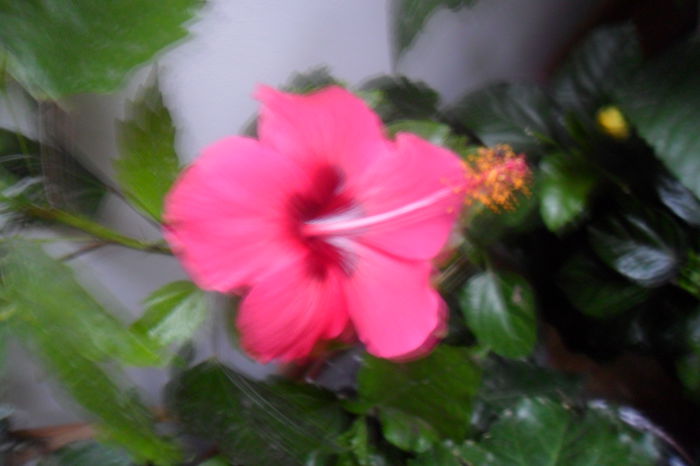 name 149 - hibiscusi 2014-3