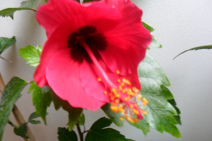 name 156 - hibiscusi 2014-3