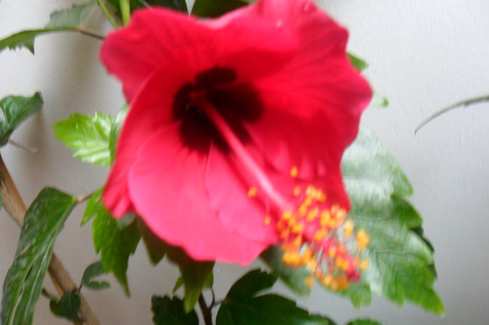 name 157 - hibiscusi 2014-3