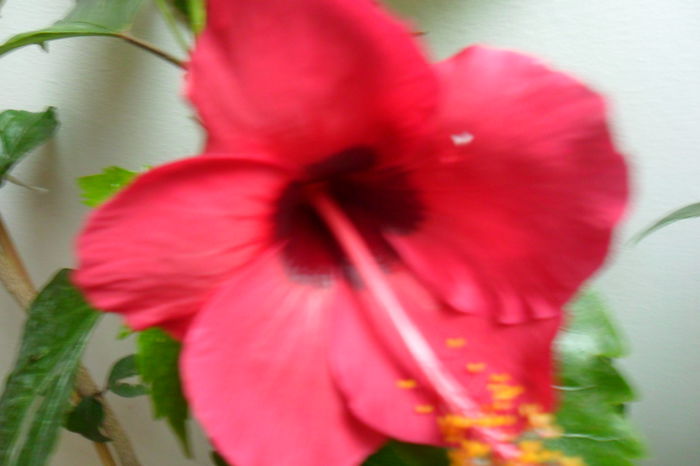 name 161 - hibiscusi 2014-3