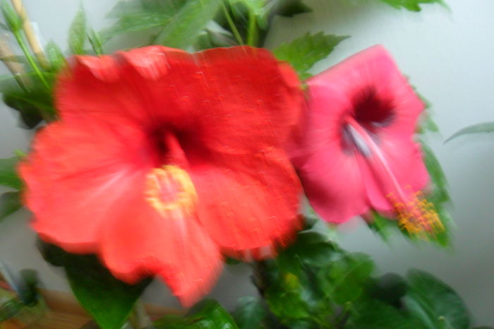 name 170 - hibiscusi 2014-3