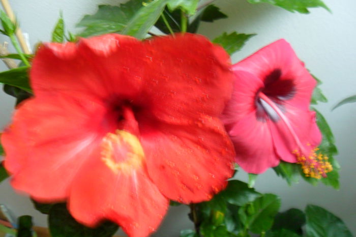 name 171 - hibiscusi 2014-3