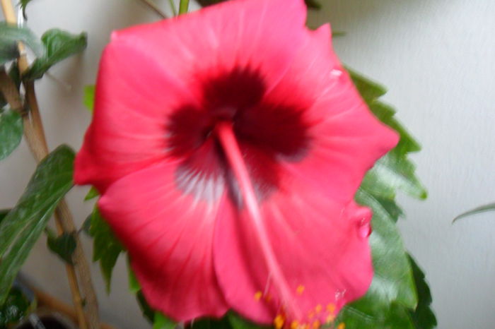 name 175 - hibiscusi 2014-3