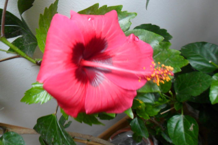 name 178 - hibiscusi 2014-3