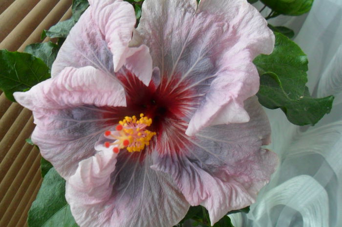 name 183 - hibiscusi 2014-3