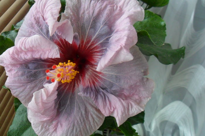 name 184 - hibiscusi 2014-3