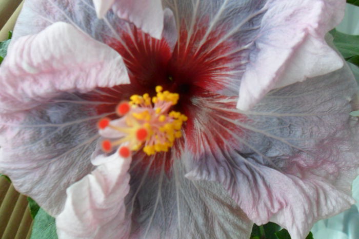 name 185 - hibiscusi 2014-3