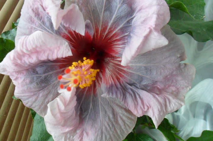 name 186 - hibiscusi 2014-3