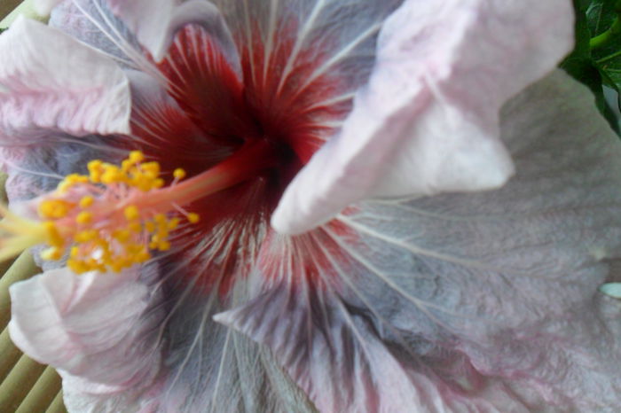 name 187 - hibiscusi 2014-3