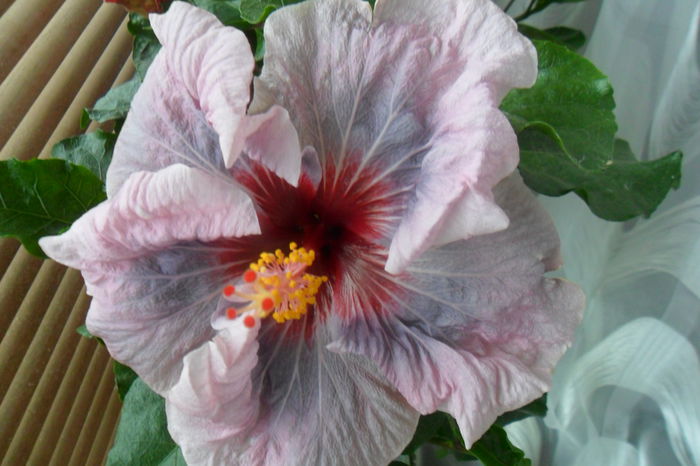 name 189 - hibiscusi 2014-3