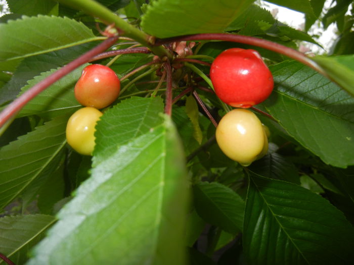 Cherries. Cirese Rubin (2014, May 16) - Cherry Tree_Cires Rubin