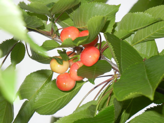 Cherries. Cirese Rubin (2014, May 16) - Cherry Tree_Cires Rubin